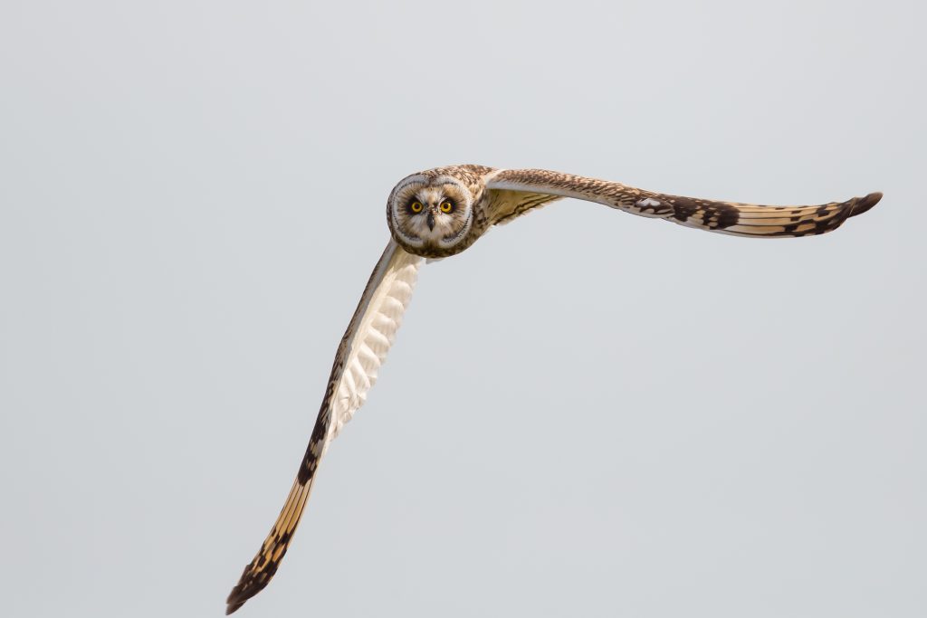 ThinkstockPhotos 499002218 1024x683 - 17 Fascinating Owl Facts ThinkstockPhotos 499002218 1024x683 - 17 Fascinating Owl Facts