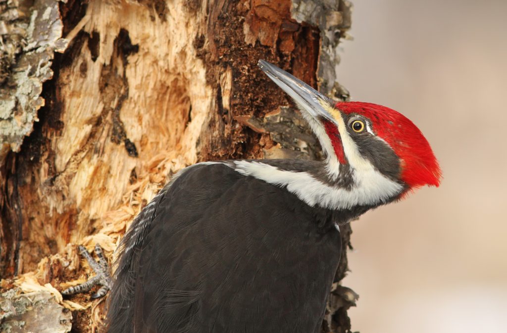 ThinkstockPhotos 587938818 1024x674 - 17 Fascinating Owl Facts ThinkstockPhotos 587938818 1024x674 - 17 Fascinating Owl Facts