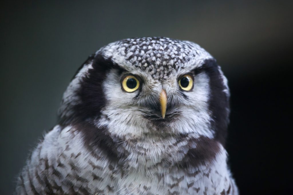 ThinkstockPhotos 589977524 1024x683 - 17 Fascinating Owl Facts ThinkstockPhotos 589977524 1024x683 - 17 Fascinating Owl Facts
