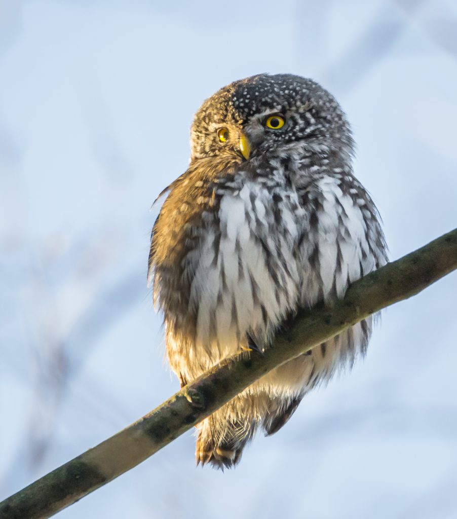 ThinkstockPhotos 639917496 902x1024 - 17 Fascinating Owl Facts ThinkstockPhotos 639917496 902x1024 - 17 Fascinating Owl Facts