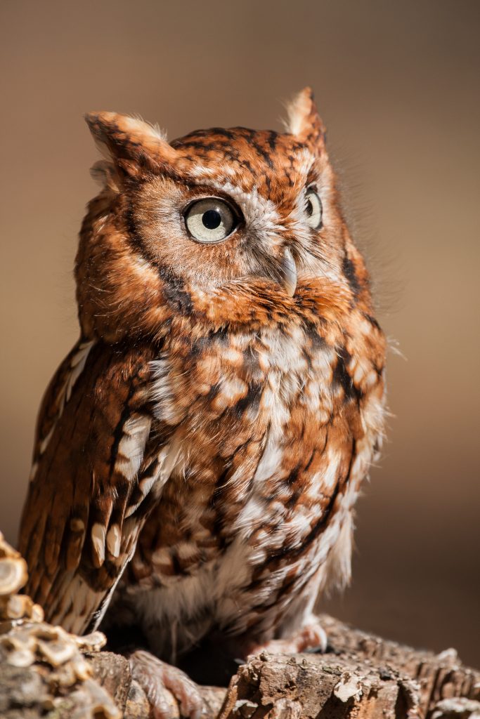 ThinkstockPhotos 674941678 683x1024 - 17 Fascinating Owl Facts ThinkstockPhotos 674941678 683x1024 - 17 Fascinating Owl Facts