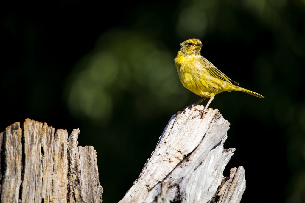 ThinkstockPhotos 675740542 1024x683 - 17 Fascinating Owl Facts ThinkstockPhotos 675740542 1024x683 - 17 Fascinating Owl Facts