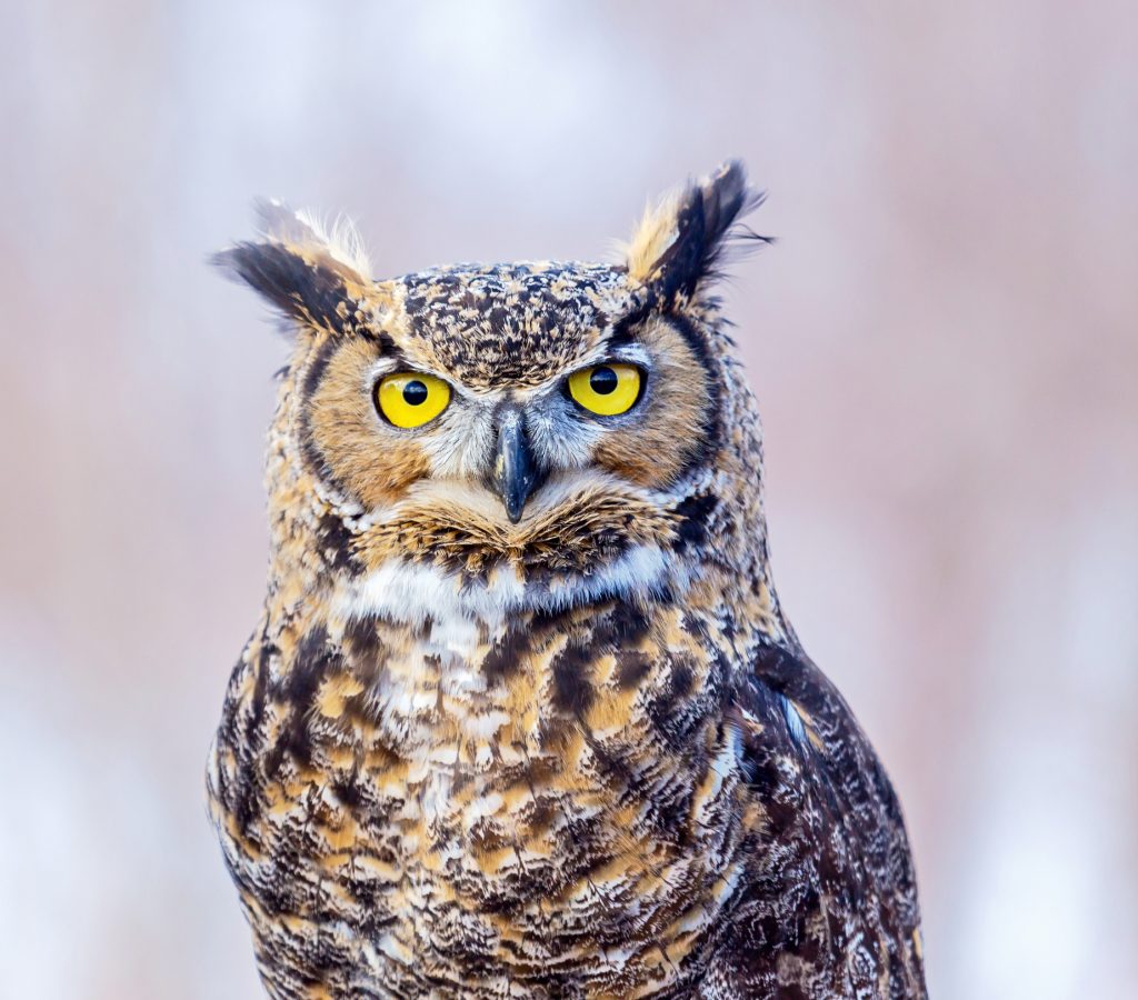 ThinkstockPhotos 678689860 1024x900 - 17 Fascinating Owl Facts ThinkstockPhotos 678689860 1024x900 - 17 Fascinating Owl Facts
