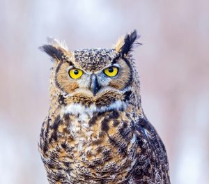 ThinkstockPhotos 678689860 300x264 - Eight Famous Owl Brand Names ThinkstockPhotos 678689860 300x264 - Eight Famous Owl Brand Names