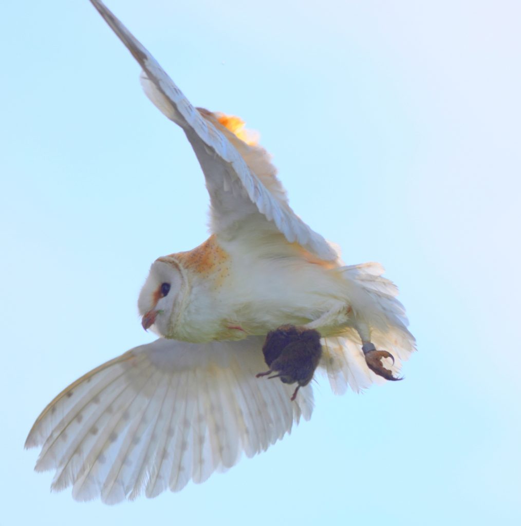 ThinkstockPhotos 687309002 1014x1024 - 17 Fascinating Owl Facts ThinkstockPhotos 687309002 1014x1024 - 17 Fascinating Owl Facts