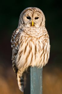 BarredOwl ThinkstockPhotos 457088173 200x300 - Eight Famous Owl Brand Names BarredOwl ThinkstockPhotos 457088173 200x300 - Eight Famous Owl Brand Names