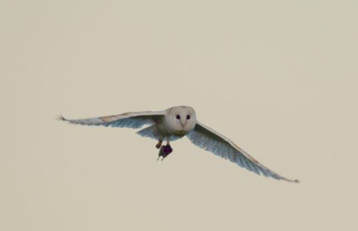 ThinkstockPhotos 689090264 HuntingBarnOwl - Why Are There No Owl Mascots in Big League Sports? ThinkstockPhotos 689090264 HuntingBarnOwl - Why Are There No Owl Mascots in Big League Sports?