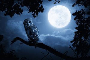ThinkstockPhotos 182256667 300x200 - Why Are There So Many Night Owl Songs? ThinkstockPhotos 182256667 300x200 - Why Are There So Many Night Owl Songs?