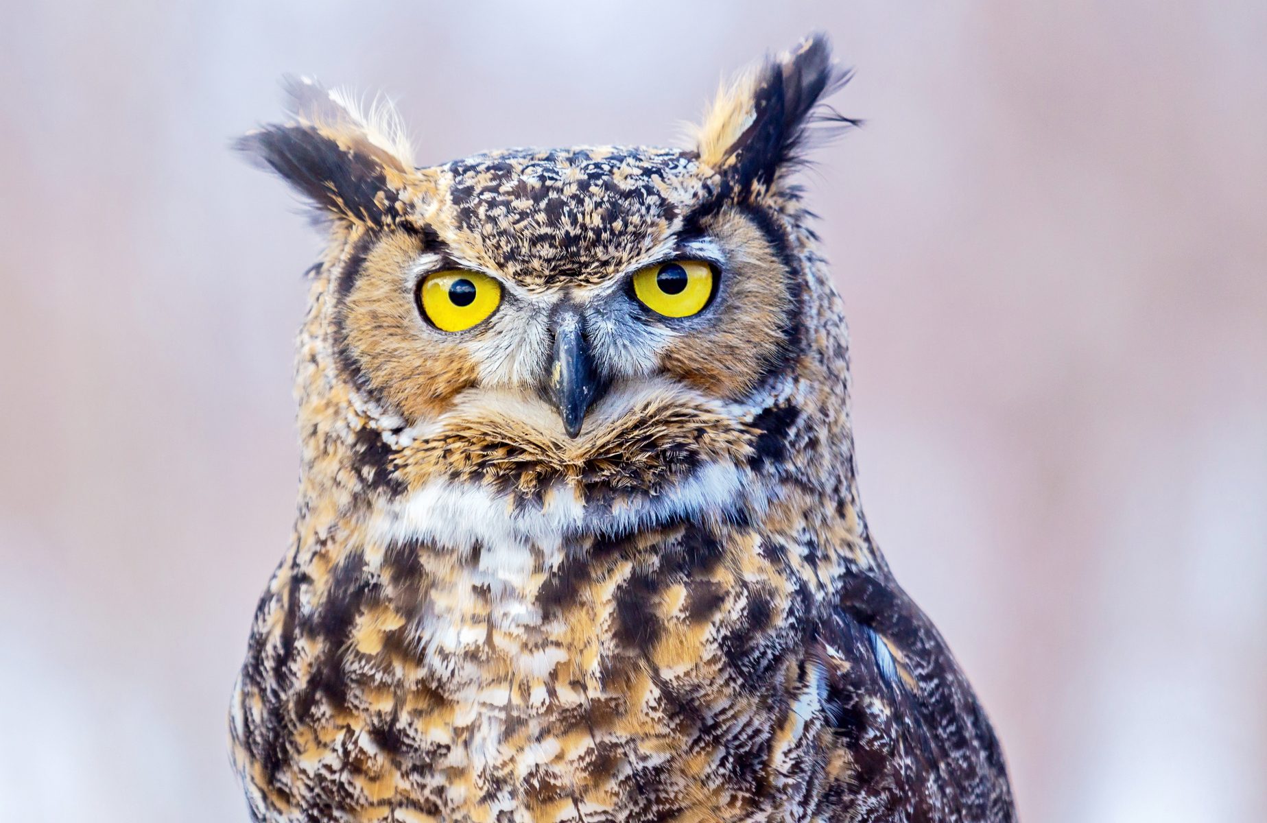 Great Horned Owl